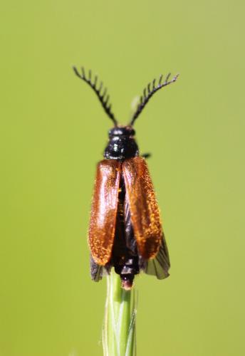 Drilus flavescens